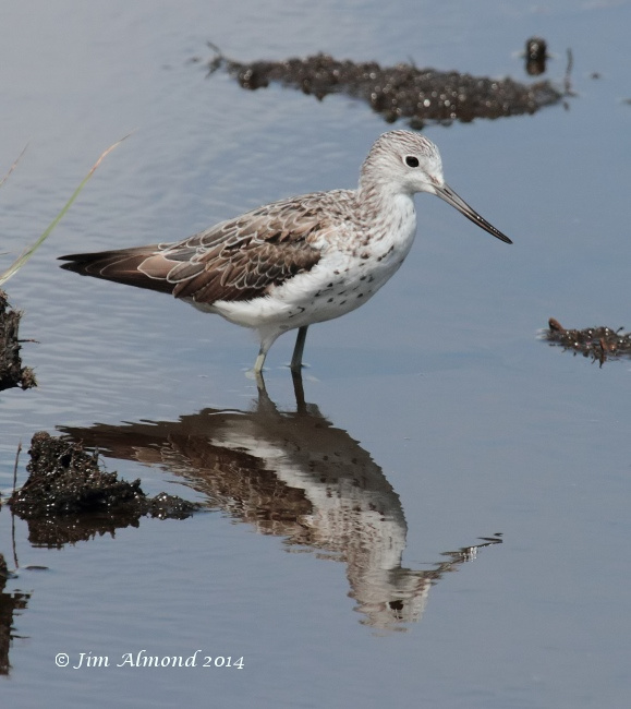 Greenshank adult reflection Higher Moors  Scilly 11 8 14 IMG_4022